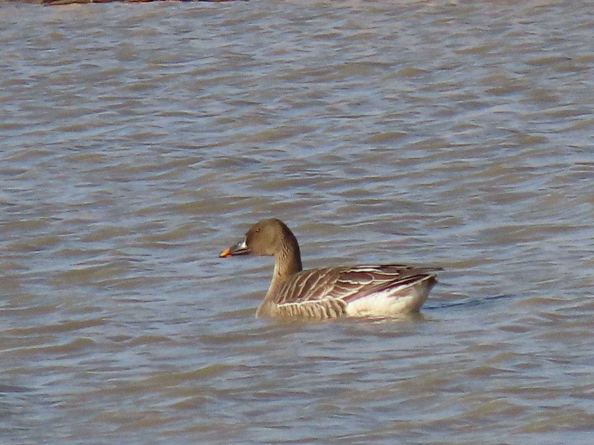 f:id:mackholy1630:20190629200652j:plain f:id:mackholy1630:20190629200652j:plain