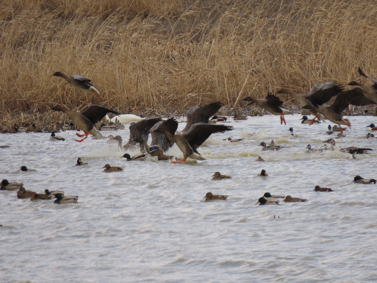 f:id:mackholy1630:20190629200830j:plain f:id:mackholy1630:20190629200830j:plain