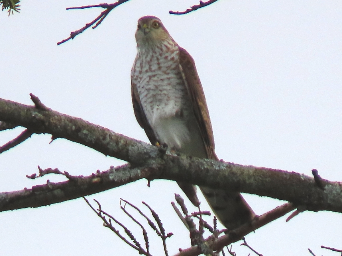 ハイタカ 北海道の野鳥日記