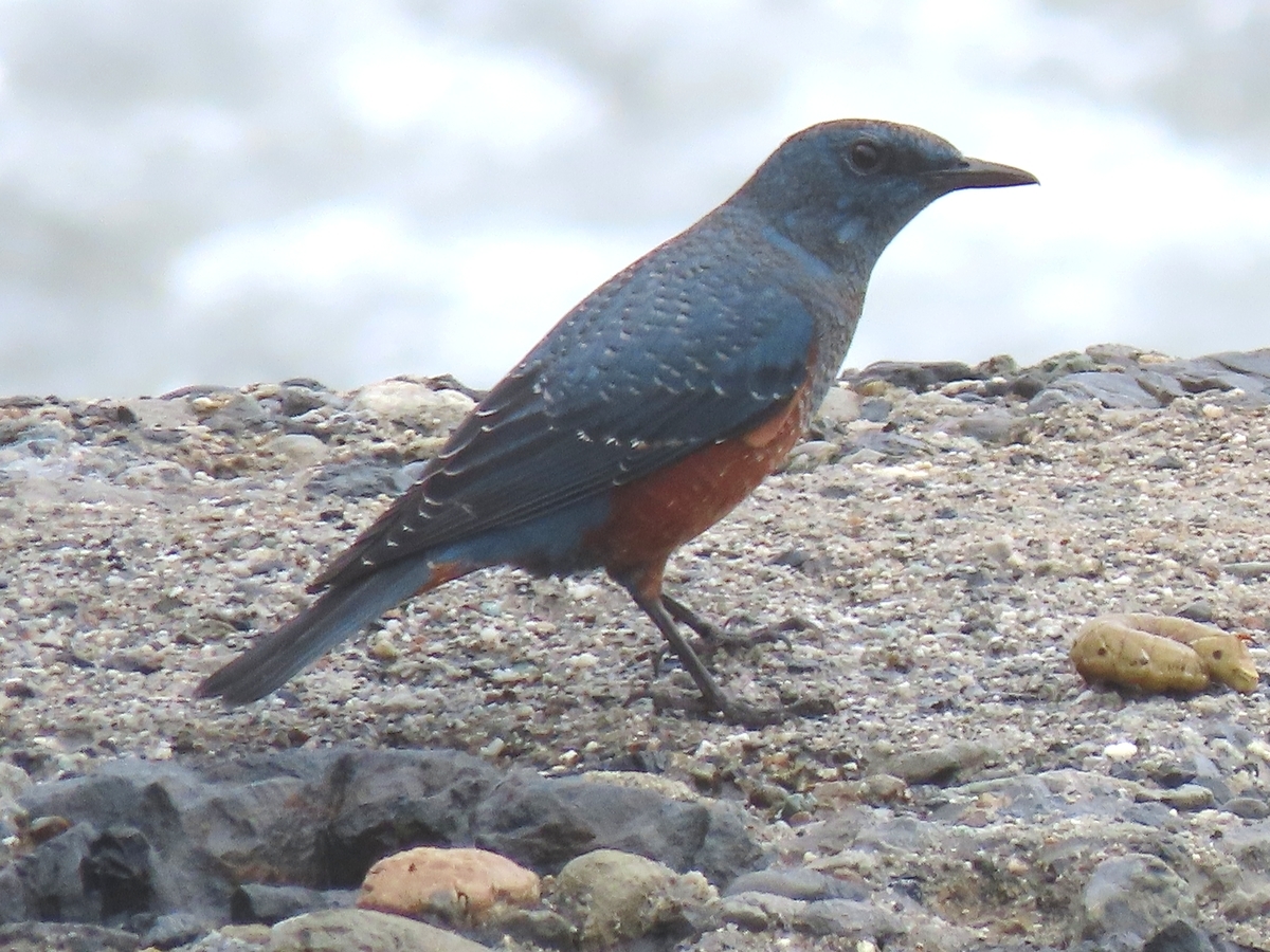 イソヒヨドリ 北海道の野鳥日記 イソヒヨドリ 北海道の野鳥日記