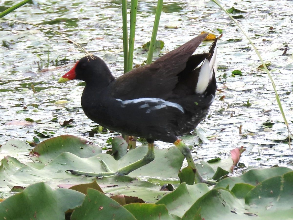 バン 北海道の野鳥日記 バン 北海道の野鳥日記