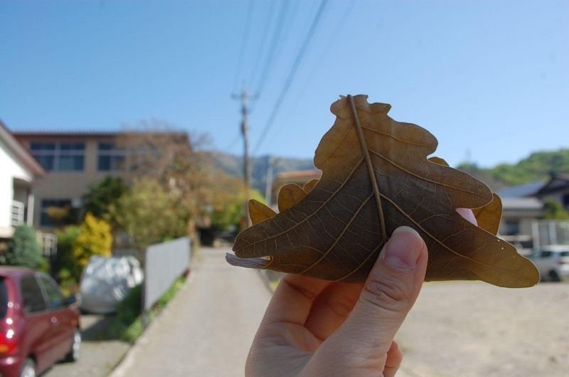 画像を等倍で表示します 画像