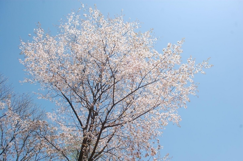 画像を等倍で表示します 画像
