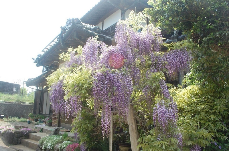 画像を等倍で表示します 画像