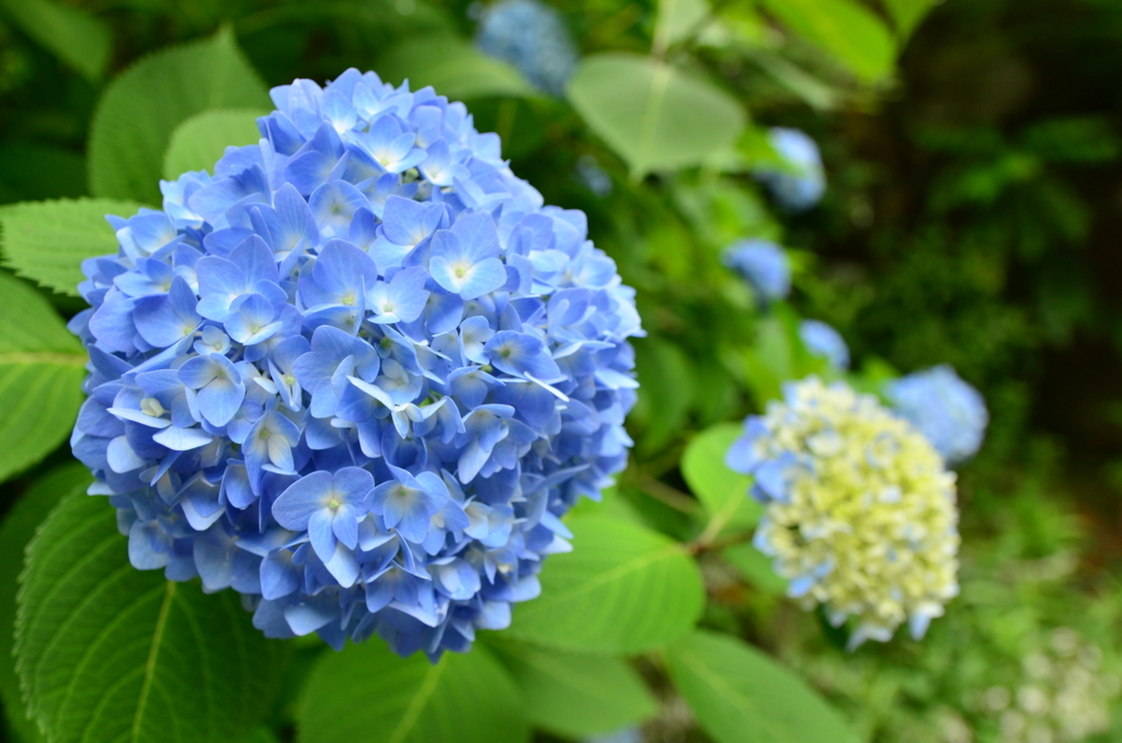 f:id:macoyuru:20180528155829j:plain