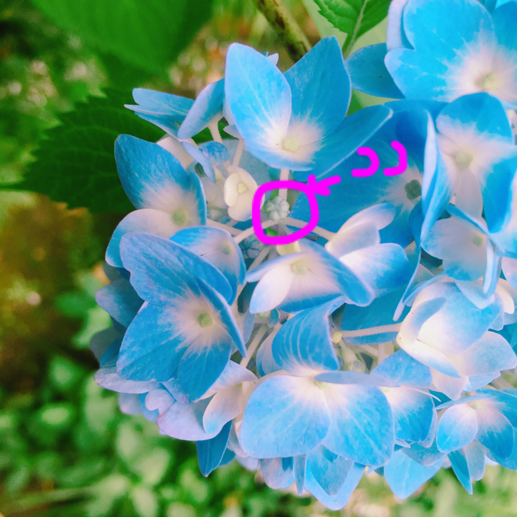 f:id:macoyuru:20180528185602p:plain