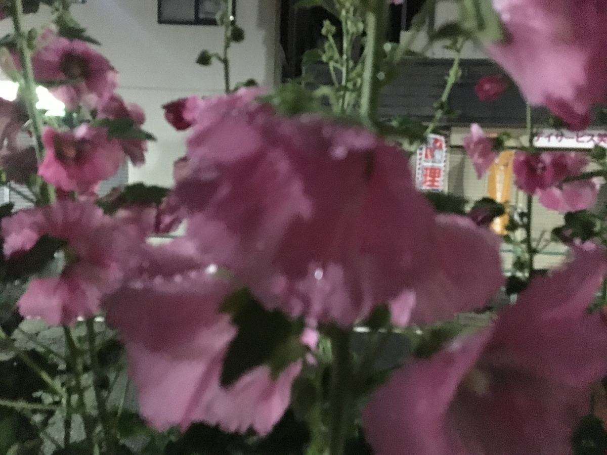 f:id:macromoai:20200601230835j:plain f:id:macromoai:20200601230835j:plain
