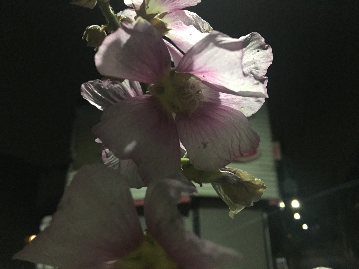 f:id:macromoai:20200603001322j:plain f:id:macromoai:20200603001322j:plain