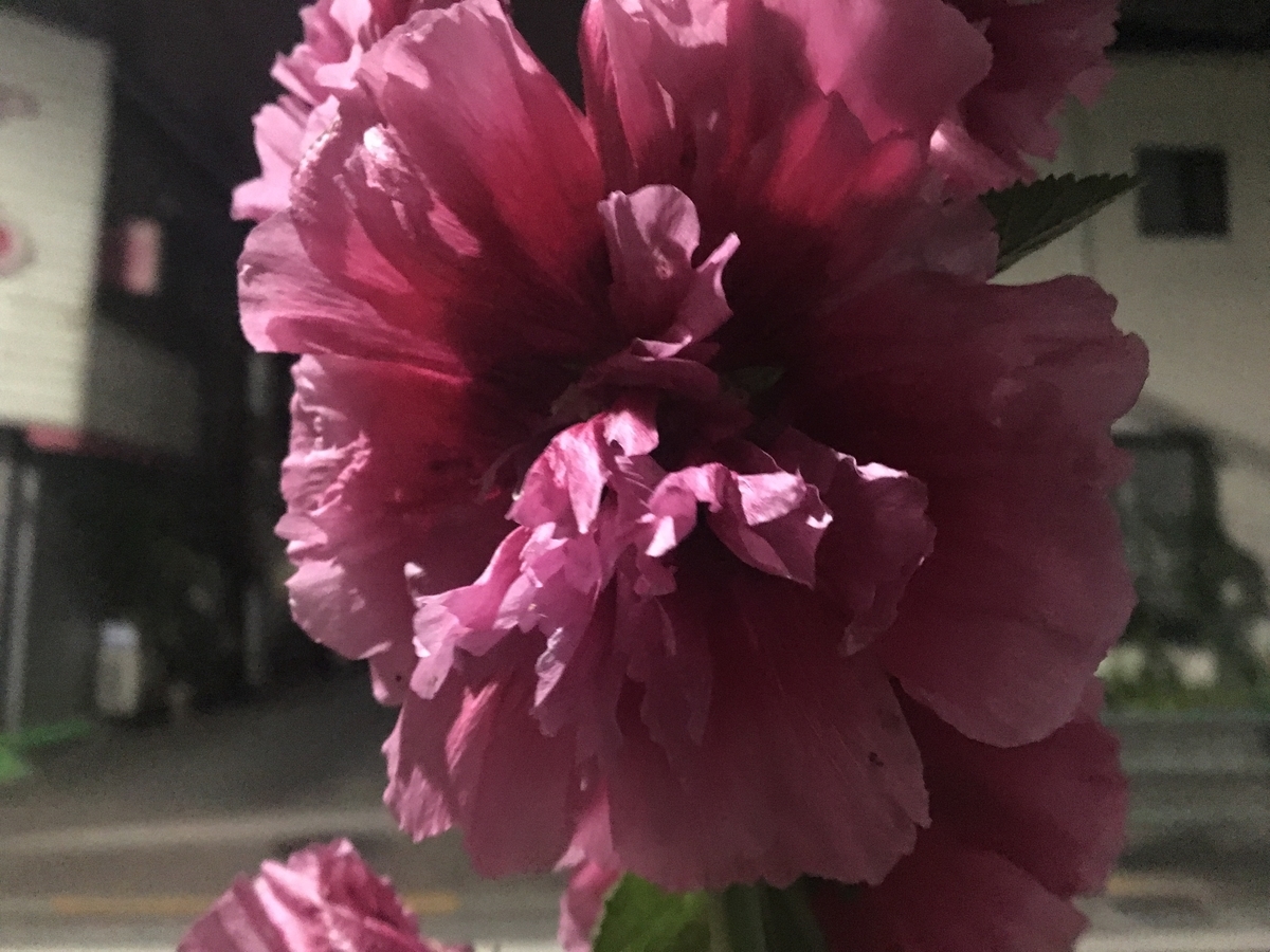 f:id:macromoai:20200603001334j:plain