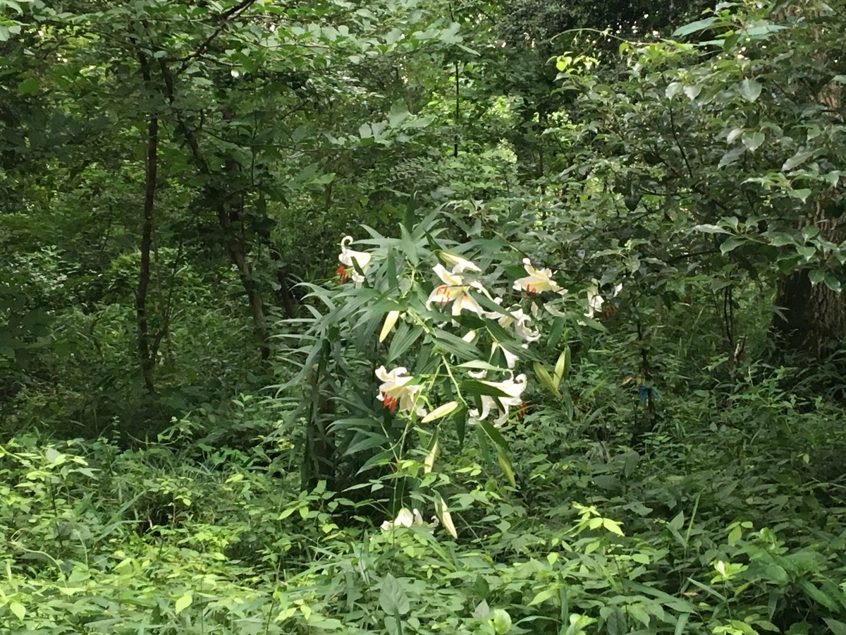 f:id:macromoai:20200711094312j:plain f:id:macromoai:20200711094312j:plain