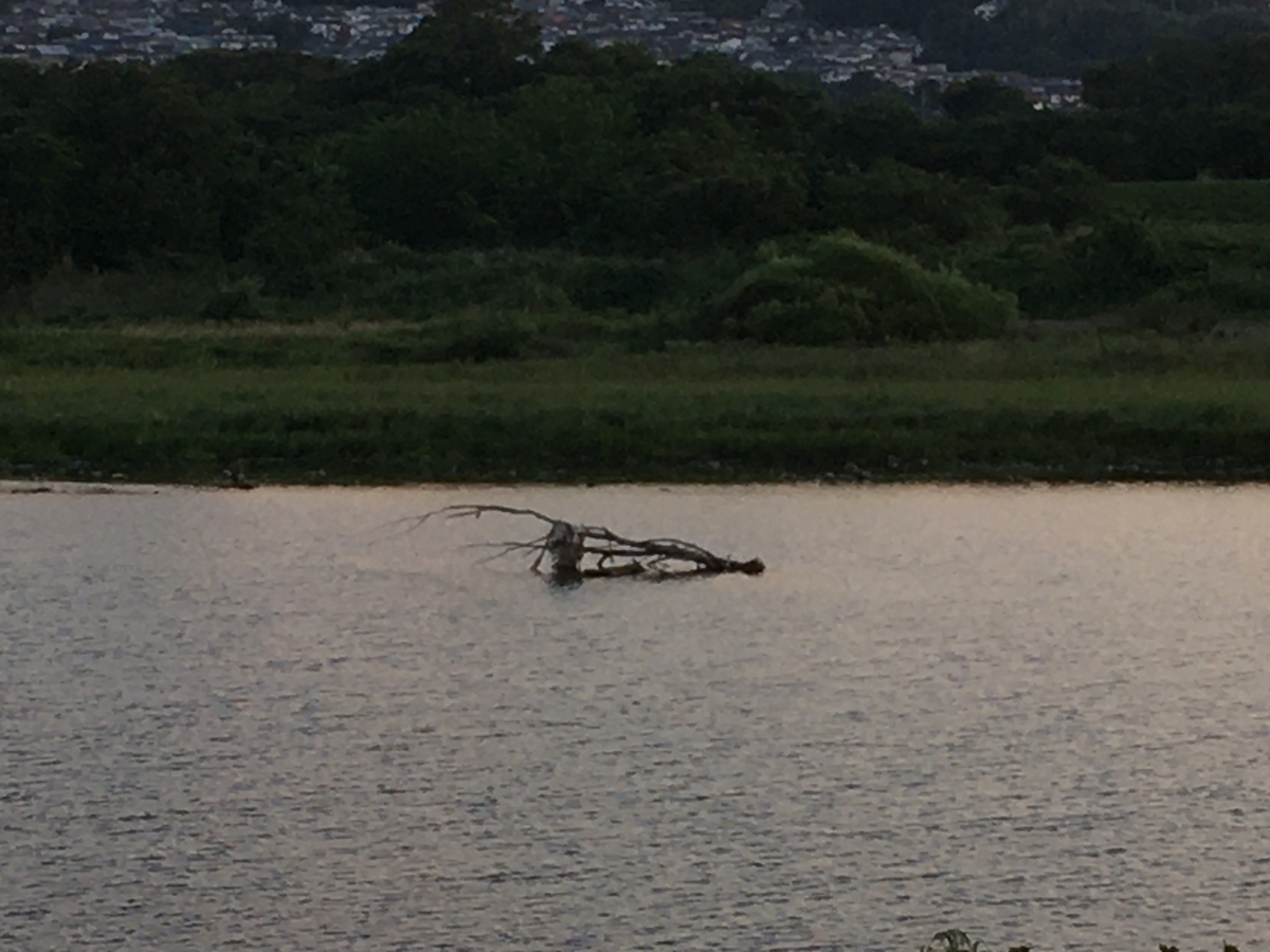 f:id:macromoai:20210523182608j:plain