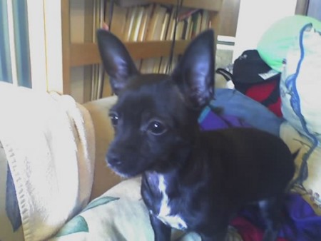 f:id:macska:20081024172108j:image