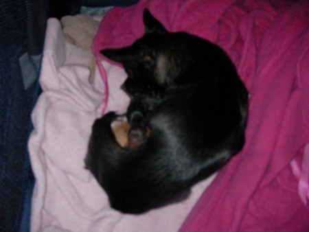 f:id:macska:20091002162611j:image