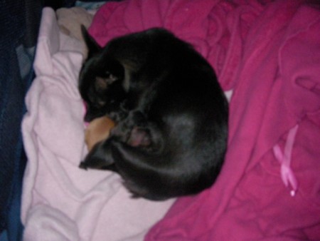 f:id:macska:20091002162647j:image