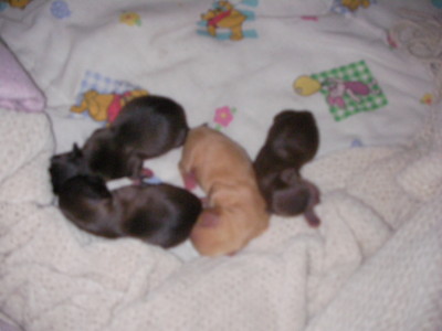 f:id:macska:20091004122945j:image
