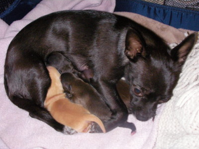 f:id:macska:20091005153311j:image