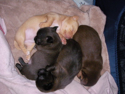 f:id:macska:20091023013439j:image