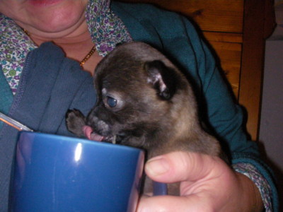 f:id:macska:20091105182932j:image