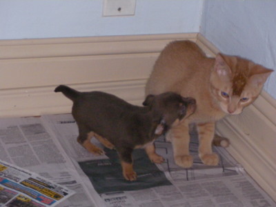 f:id:macska:20091113181746j:image