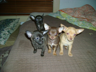 f:id:macska:20091204192255j:image