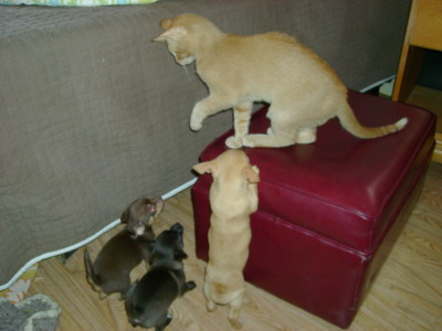 f:id:macska:20091206115535j:image