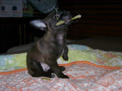 f:id:macska:20091206195611j:image
