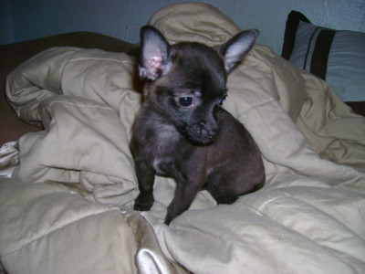 f:id:macska:20091222181022j:image
