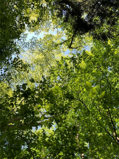 f:id:mad0kara:20200620195720j:plain