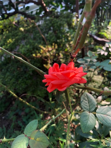 f:id:mad0kara:20200808140555j:plain