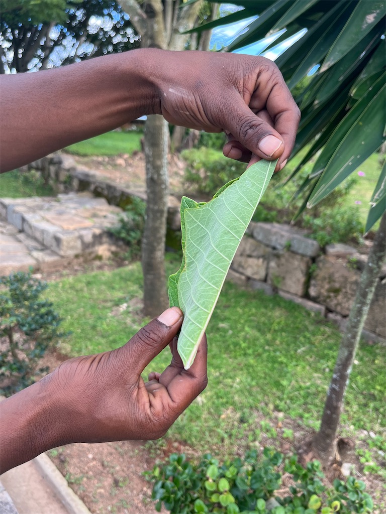 f:id:madamaki07:20250623033139j:image