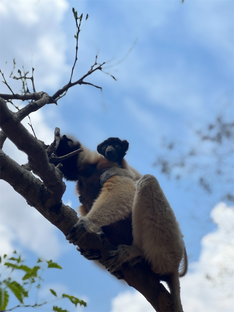 f:id:madamaki07:20250624040122j:image