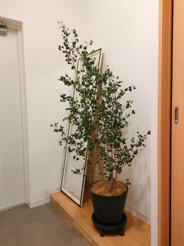 ベンジャミンバロックが160cmに成長！】さらに大きくするための植え