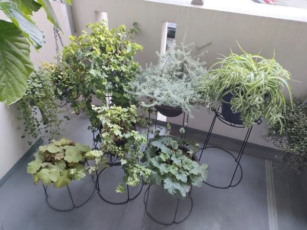 コーナンLIFELEXのプランタースタンドに植えた植物をベランダに並べた状態の全体像