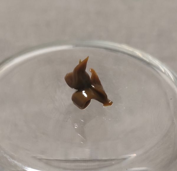 しじみ習慣のカプセルの中身