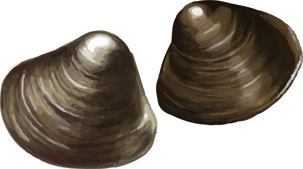 しじみのイラスト