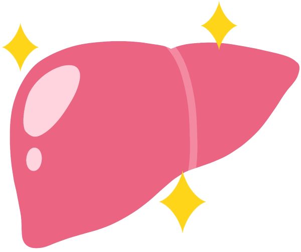 肝臓のイラスト
