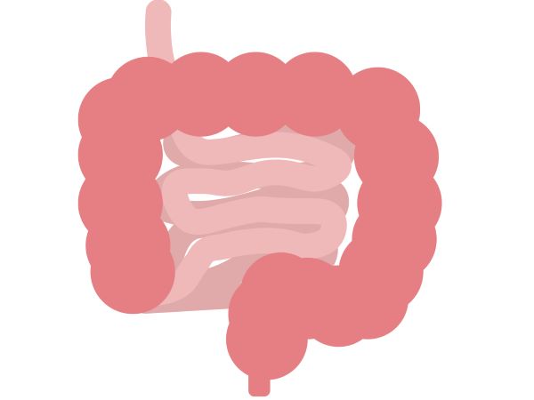 腸のイラスト