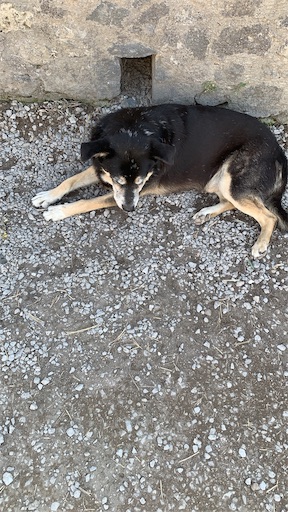 f:id:madamlapin:20191114122956j:image