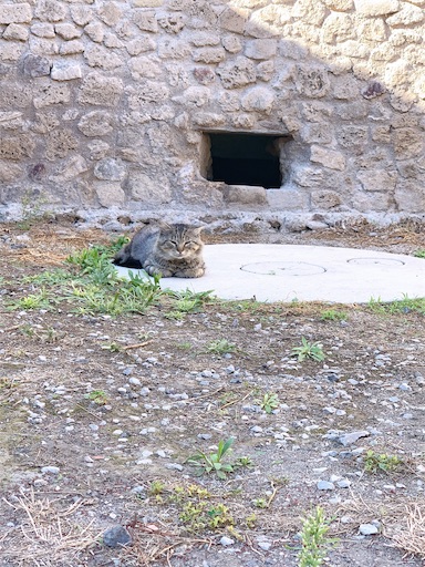 f:id:madamlapin:20191114123644j:image