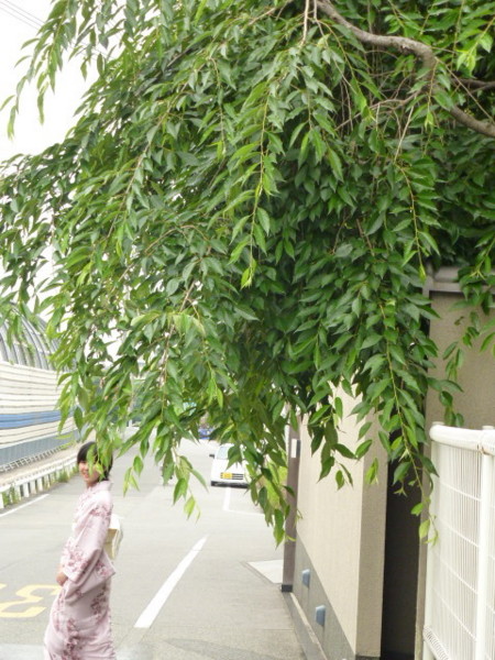 f:id:madamyoc1129:20110619161104j:image