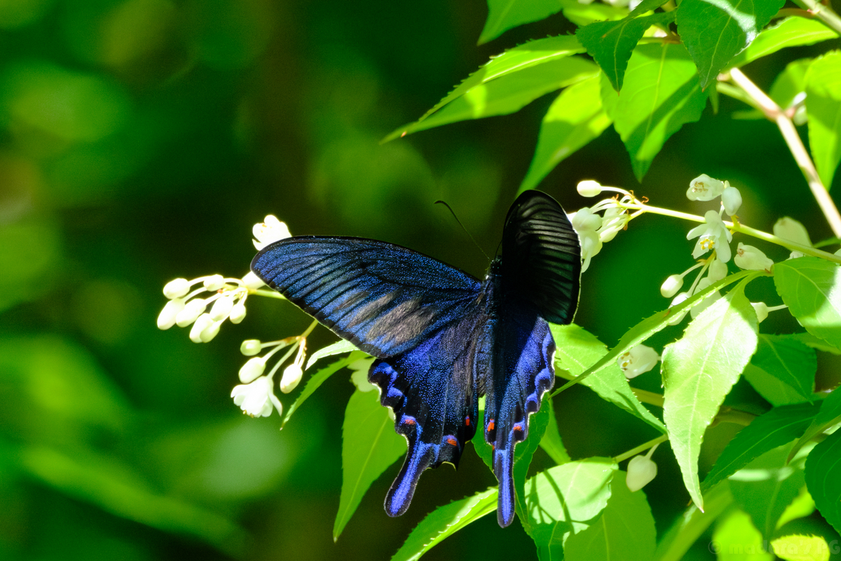 【琥蝶】おまとめ6点 蝶】裏高尾と南高尾でアオバセセリとか - まだらのフォトグラフとか