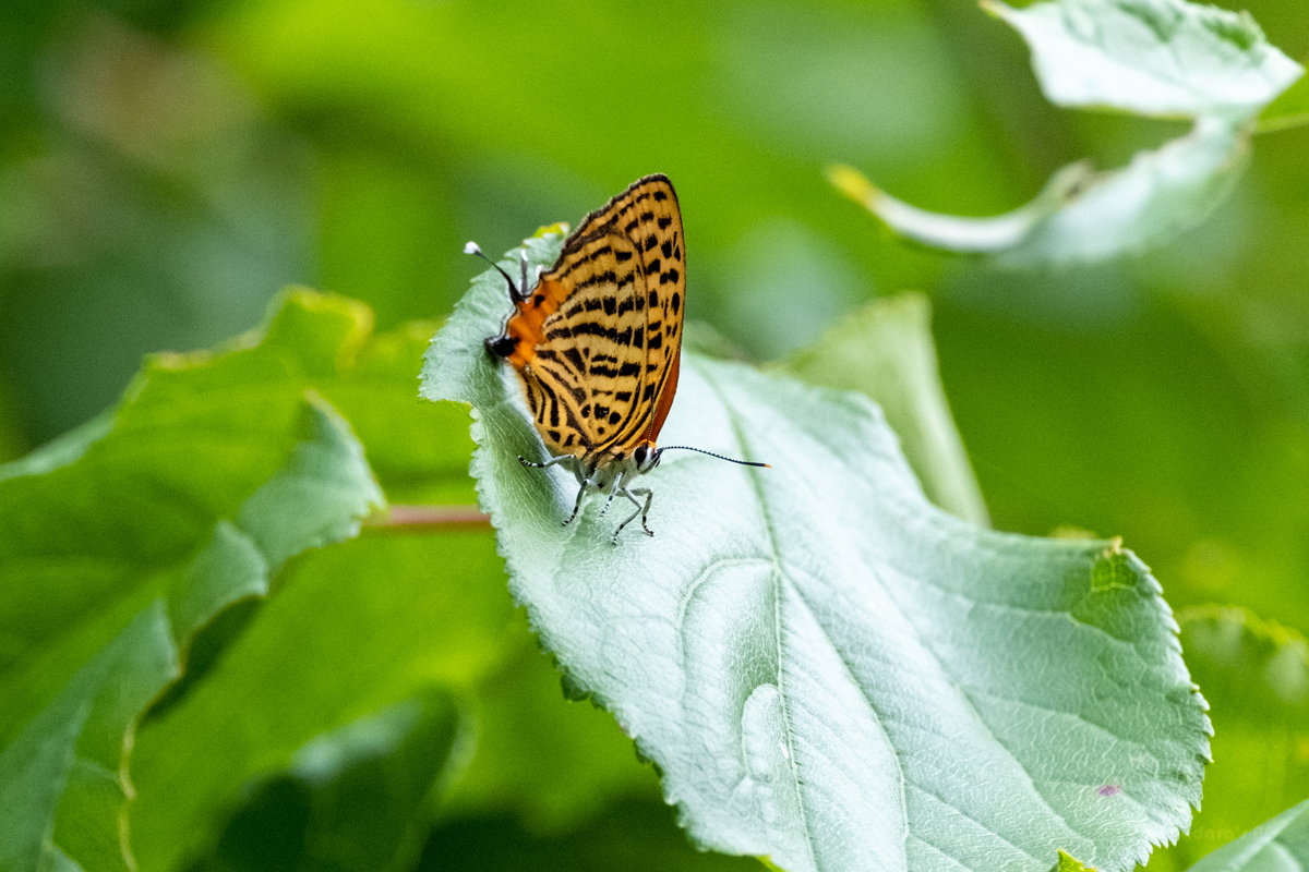 蝶】横浜の公園のゼフィルスとか - まだらのフォトグラフとか