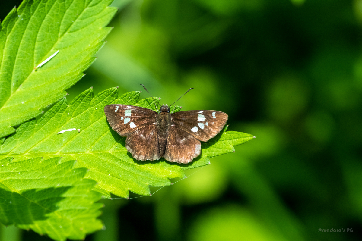 蝶】横浜の公園のゼフィルスとか - まだらのフォトグラフとか