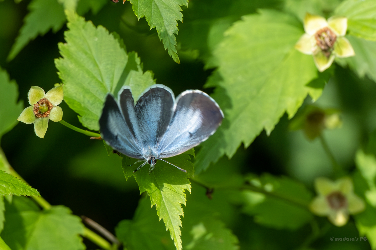 蝶】横浜の公園のゼフィルスとか - まだらのフォトグラフとか