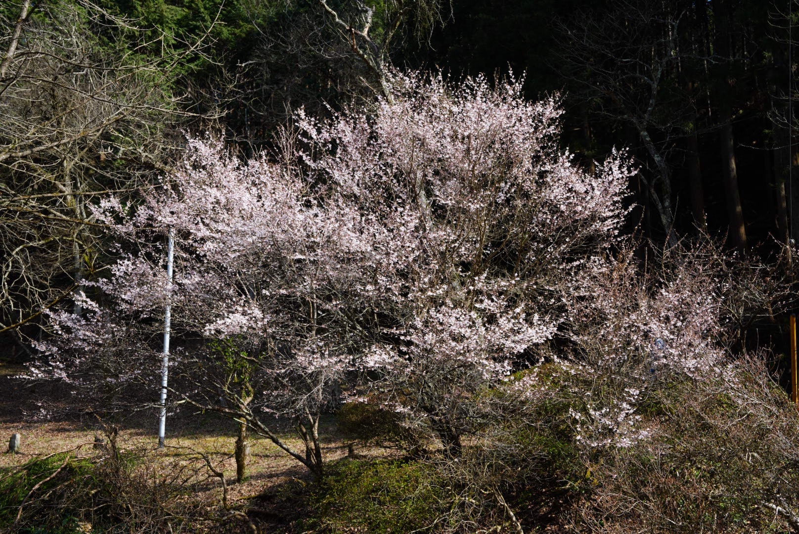 f:id:madara299:20240402070629j:image