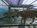 f:id:madbison:20120826214348j:image:medium f:id:madbison:20120826214348j:image:medium