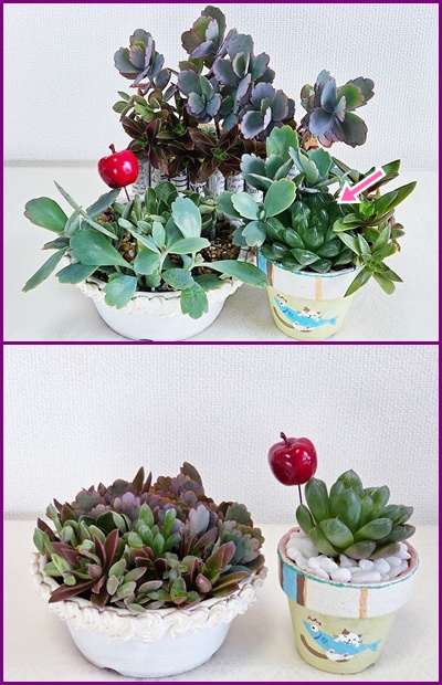 多肉植物75 - マドンナのナイショ話