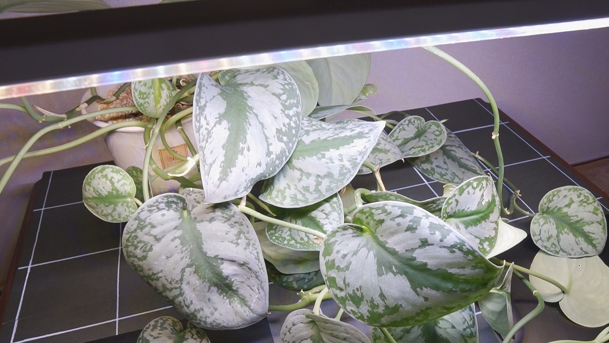 おすすめ】バータイプの植物育成LEDライト「GL-T5 L530