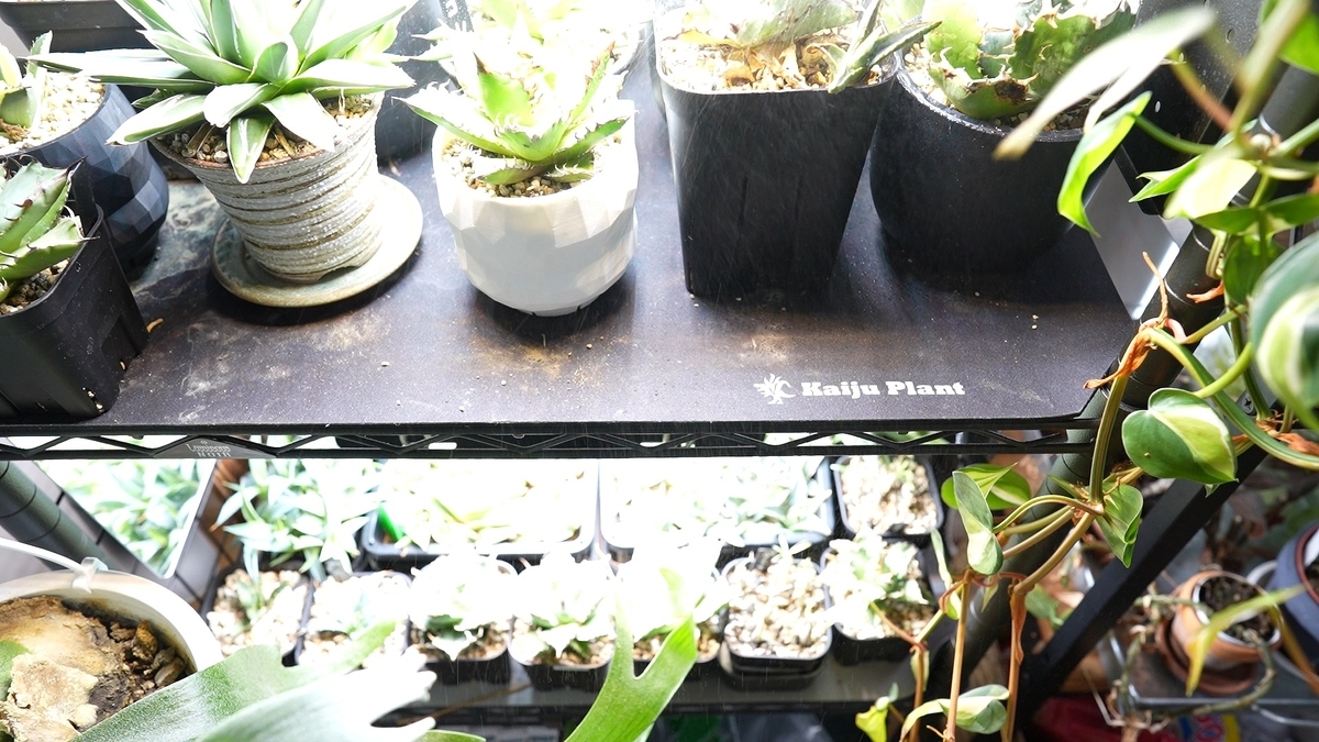 3Dプリンター鉢でアガベや塊根植物育成 - RxFarm