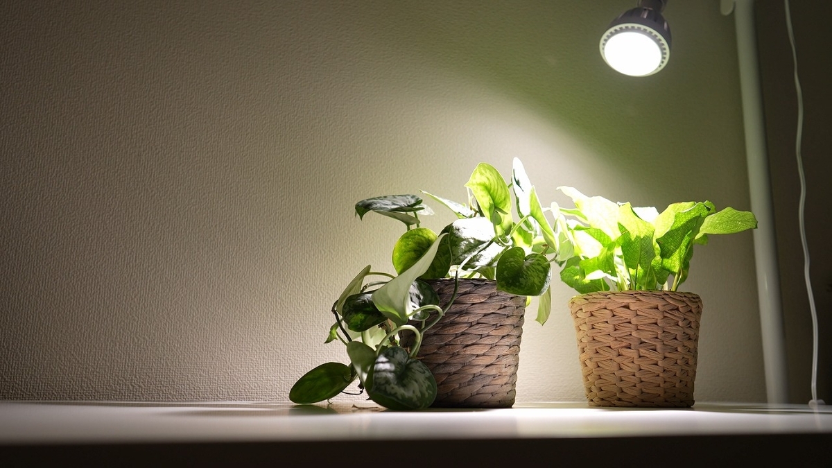 インテリアに映えるホワイトカラー植物育成ライト - RxFarm